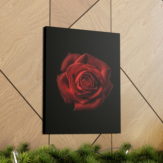 ROSE w/BLACK BACKGROUND Canvas Gallery Wraps